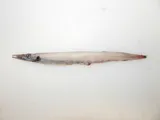 White Barracudina