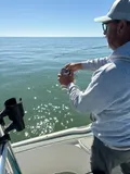 Sheepshead, photographed in Florida