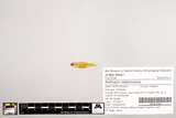 Saffron Shiner, photographed in North Carolina