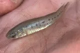 Bayou Killifish, photographed in Louisiana