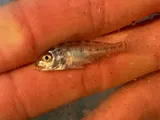 Spot, photographed in South Carolina