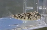 Northern Puffer, photographed in North Carolina