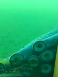 Pacific Lamprey, photographed in Oregon