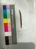 Southern Brook Lamprey, photographed in Alabama
