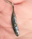 Ninespine Stickleback, photographed in Western Finland