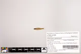 Coastal Shiner, photographed in Florida