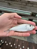 False Herring, photographed in Florida