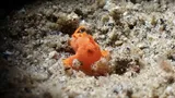 Painted Frogfish, photographed in Negros Oriental