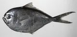Collybus drachme, photographed in Negros Oriental