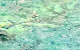 Tarpon, photographed in Florida