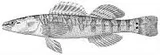 Niangua Darter, photographed in Missouri