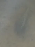 Blotched Snakehead, photographed in Wong Tai Sin