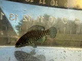 Carolina Pygmy Sunfish, photographed in North Carolina