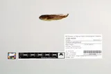 Reticulate Sculpin, photographed in Oregon