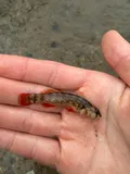 Orangefin Darter, photographed in Kentucky