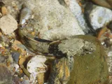 Brown Goby, photographed in Queensland
