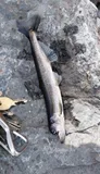 Rainbow Smelt, photographed in New Brunswick