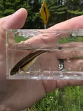 Finescale Dace, photographed in Ontario
