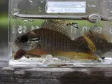 Redbreast Sunfish, photographed in Florida