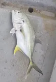 Crevalle Jack, photographed in Bahia