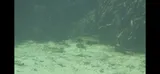 Seminole Killifish, photographed in Florida