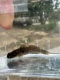 Naked Goby, photographed in Louisiana