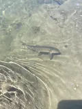 Bridgelip Sucker, photographed in British Columbia