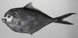 Collybus drachme, photographed in Negros Oriental