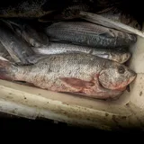 Colorado Snapper, photographed in Sinaloa