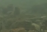 Atlantic Tomcod, photographed in Massachusetts