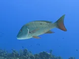 Mutton Snapper, photographed in West Bay