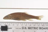 Umpqua Dace, photographed in Oregon