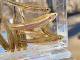 Tennessee Dace, photographed in Tennessee