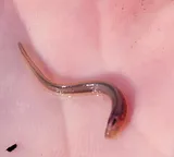 Southern Brook Lamprey, photographed in Florida