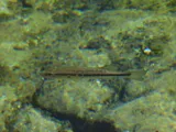 Largemouth Bass, photographed in Florida