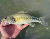 Guadalupe Bass, photographed in Texas