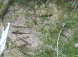 Zebra Danio, photographed in Karnataka