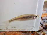 Bluntface Shiner, photographed in Kentucky