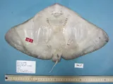 Smooth Butterfly Ray, photographed in North Carolina