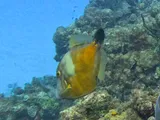 Whitespotted Filefish, photographed in West Bay
