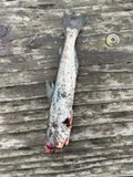 Eulachon, photographed in Oregon