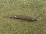 Spotted Tilapia, photographed in Central