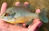 Rio Grande Longear Sunfish, photographed in Texas