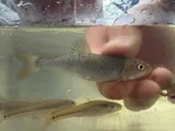 Bluntface Shiner, photographed in Mississippi