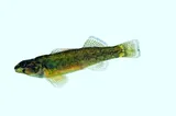 Bluebreast Darter, photographed in Kentucky