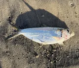 Atlantic Thread Herring, photographed in North Carolina