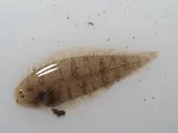 Blackcheek Tonguefish, photographed in New Jersey