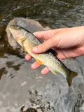 Bull Chub, photographed in North Carolina