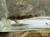 Northern Madtom, photographed in Kentucky