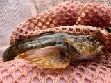 Mottled Sculpin, photographed in Utah